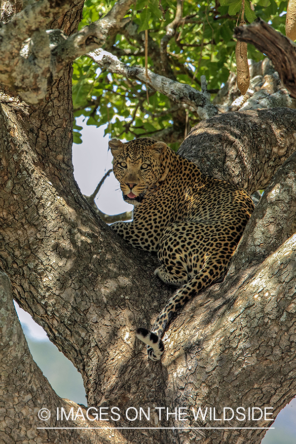 Leopard laying in tree.