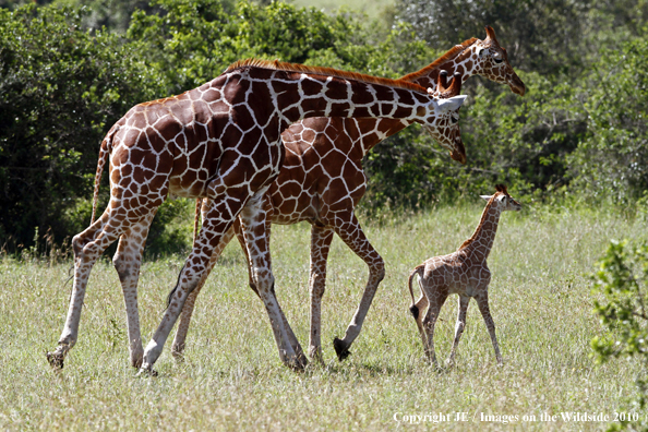 Reticulated Giraffe (adult with young)