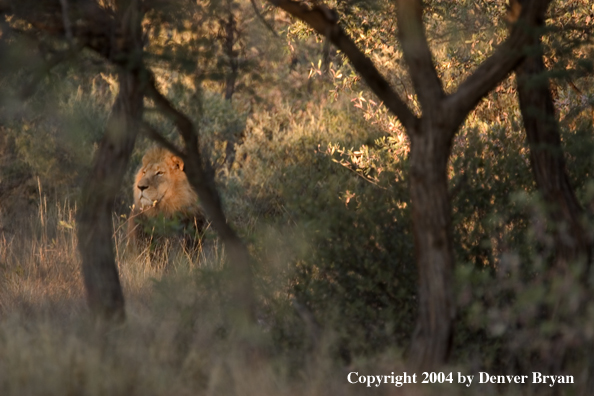 Male African lion in habitat. Africa