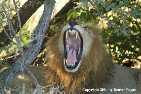 Male African Lion yawning.