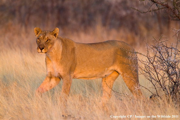 Female lion in habitat. 