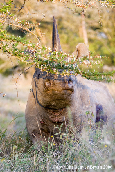 Black rhino in Africa.