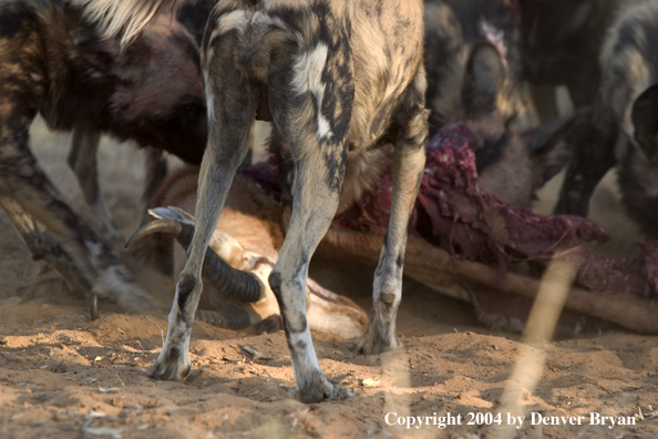 Pack of African Wild Dogs feeding on kill.