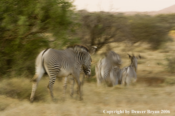 Grevy's Zebra