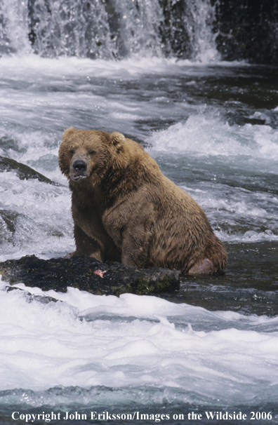 Brown bear eating salmon in habitat. 