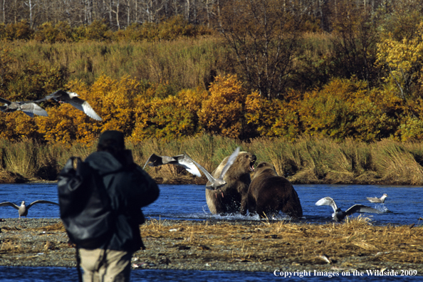 Photographer and Brown Bears