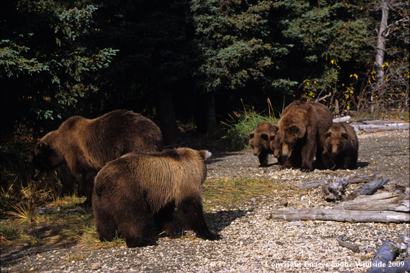 Brown Bear in habitat with cubs