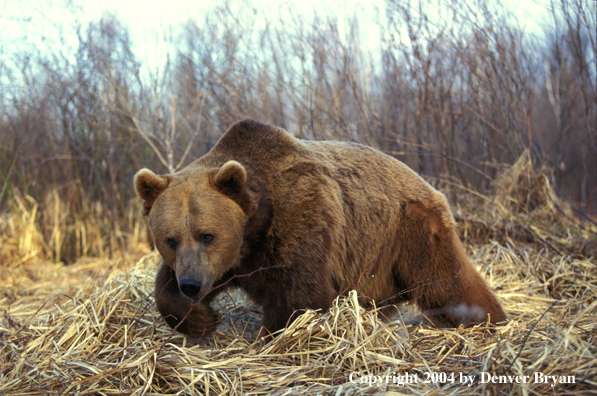 Grizzly Bear walking