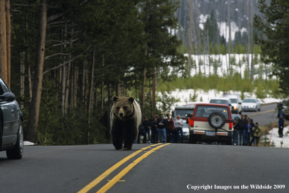 Grizzly bear walking down road