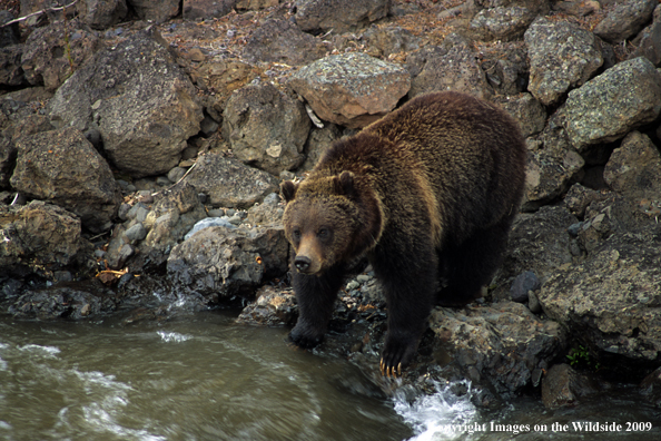 Grizzly bear in habitat