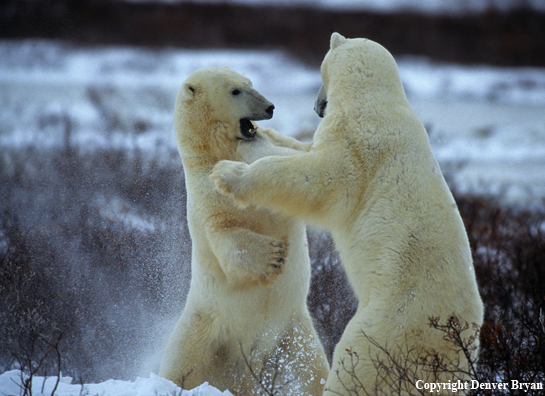 Polar Bears play fighting