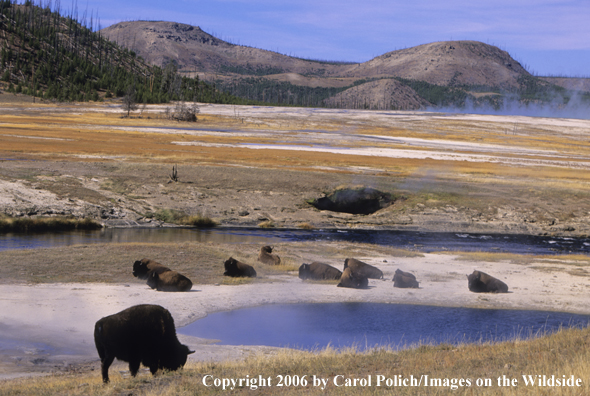 Bison in habitat.