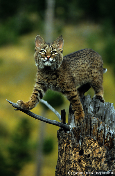 Bobcat