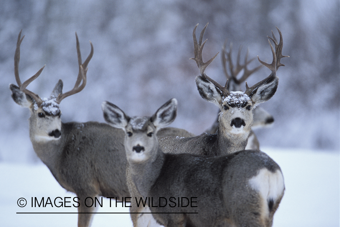 Herd of mule deer in habitat.