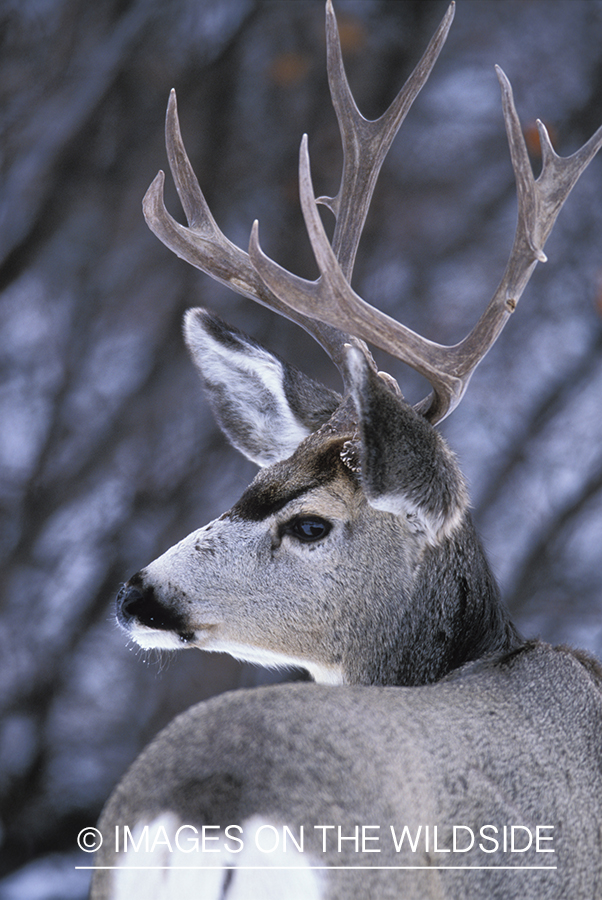 Mule deer in winter.