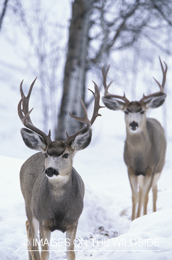 Mule deer bucks in winter.