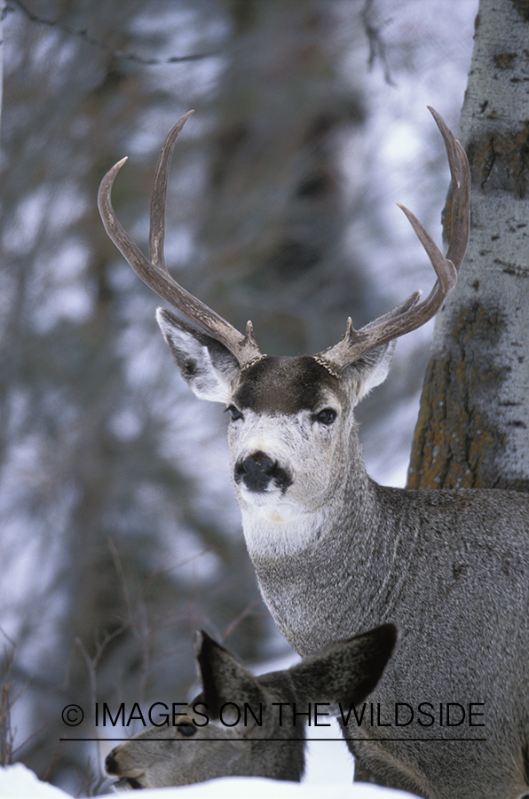 Mule deer buck and doe in winter.