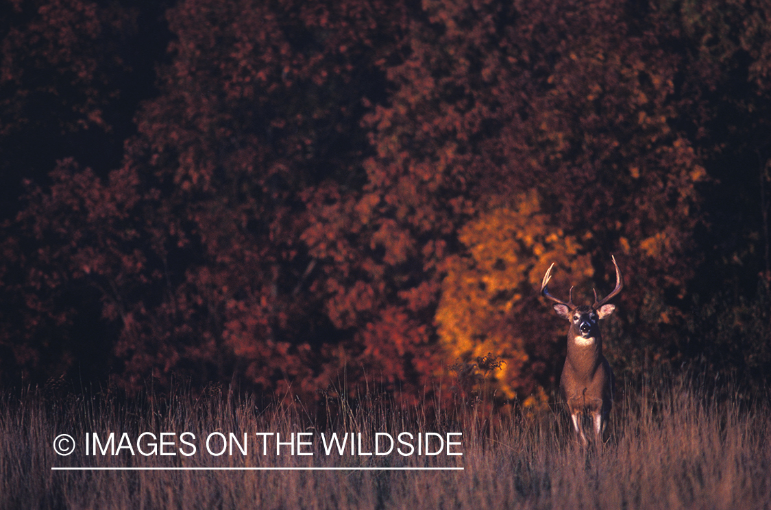 Whitetailed deer in habitat.