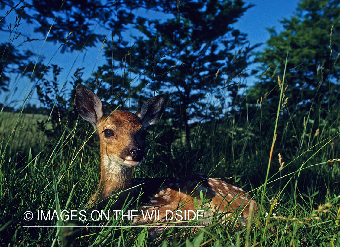 White-tailed fawn in habitat