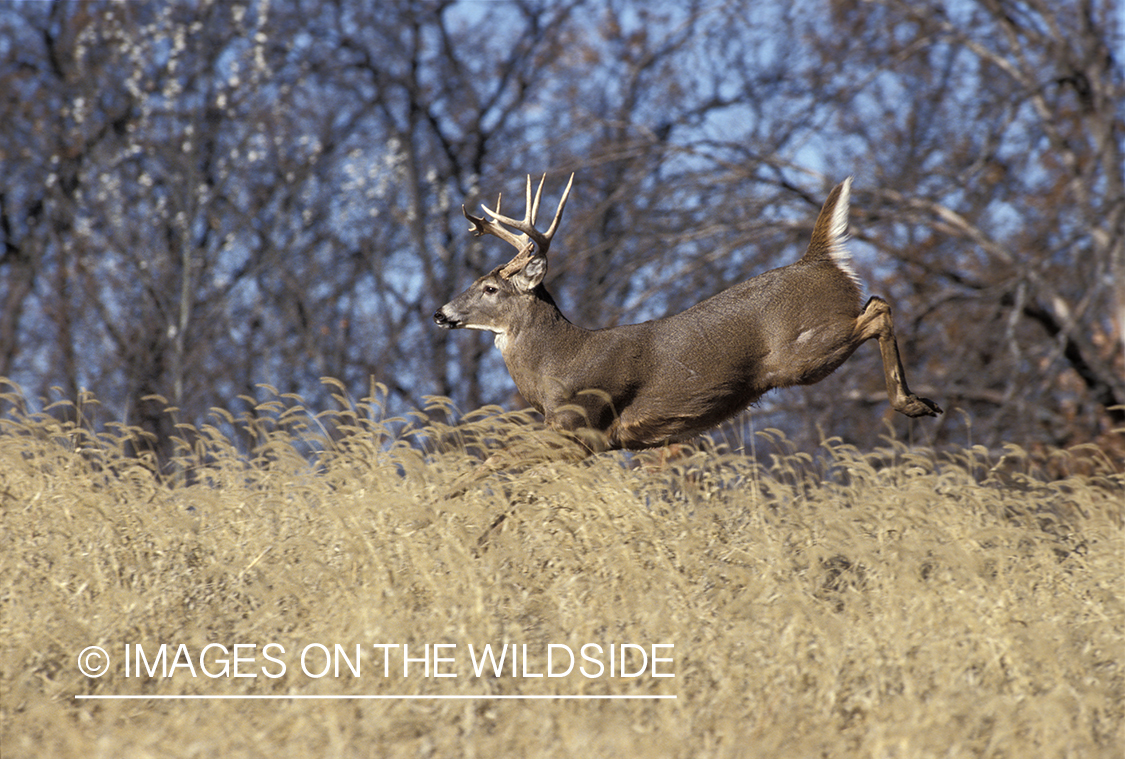 Whitetail deer running/jumping.