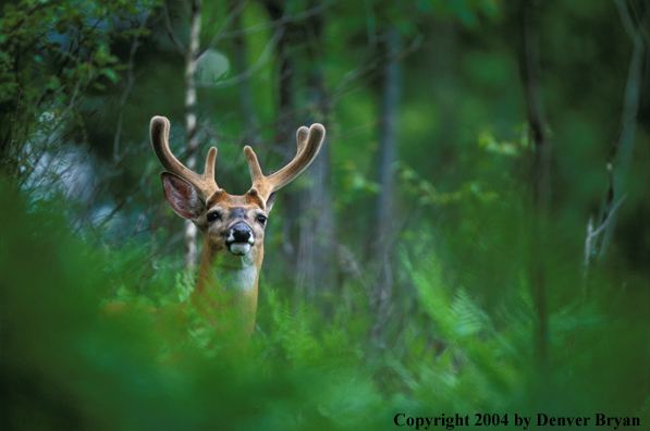 Whitetailed deer in velvet.