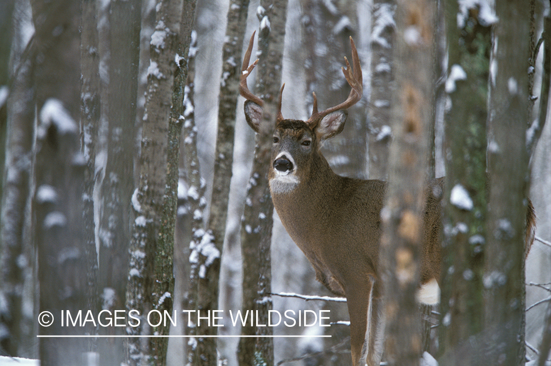 Whitetailed deer in habitat.