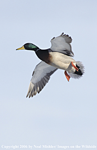 Mallard drake in flight.