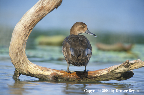 Red head hen on log