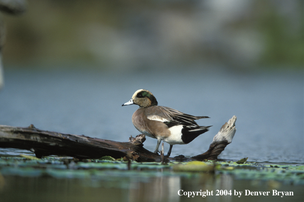 Wigeon drake on log