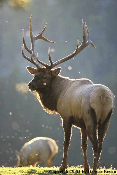 Bull elk in habitat.