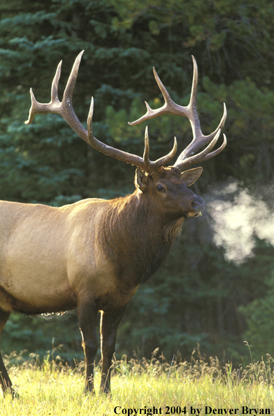 Bull elk in habitat.