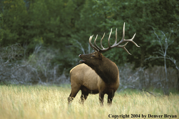 Bull elk bugling