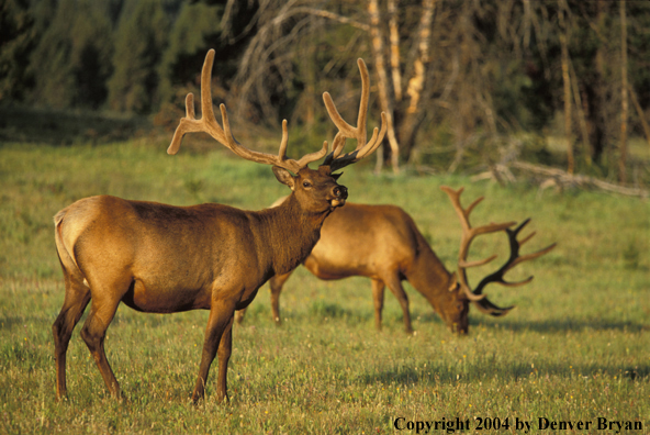 Bull elk in velvet.