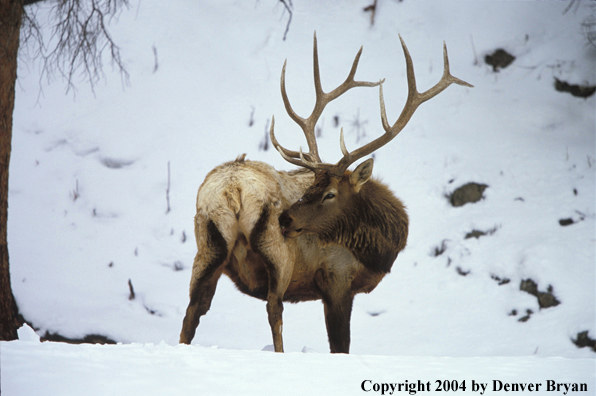 Bull elk in habitat.