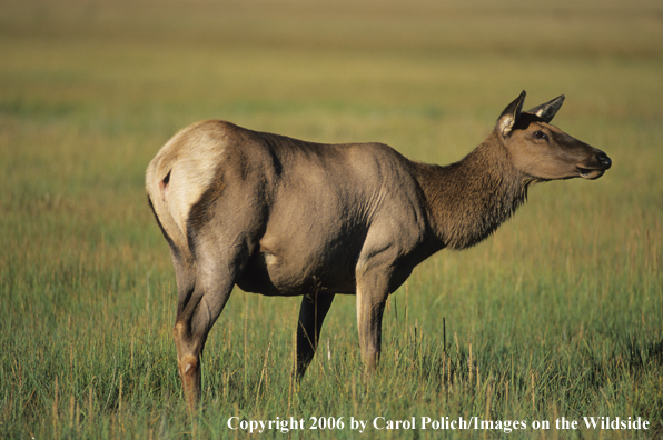 Rocky Mountain cow elk in habitat.