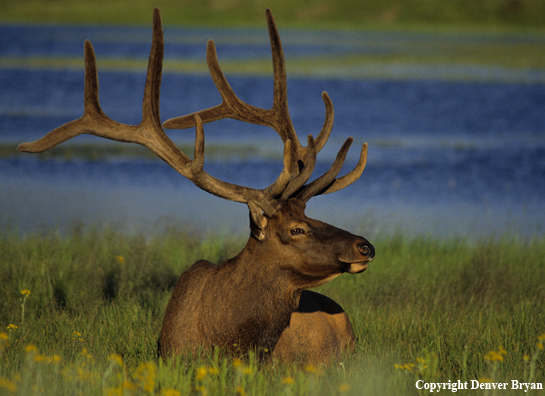 Bull elk bedded