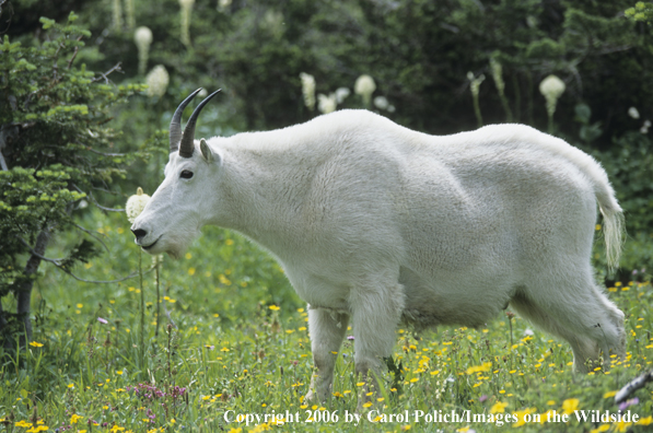 Rocky Mountain goat in habitat.