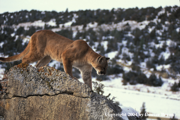 Mountain lion in habitat