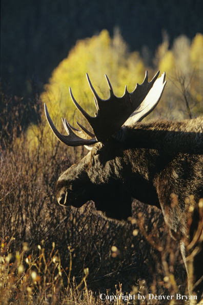 Shiras bull moose in field.