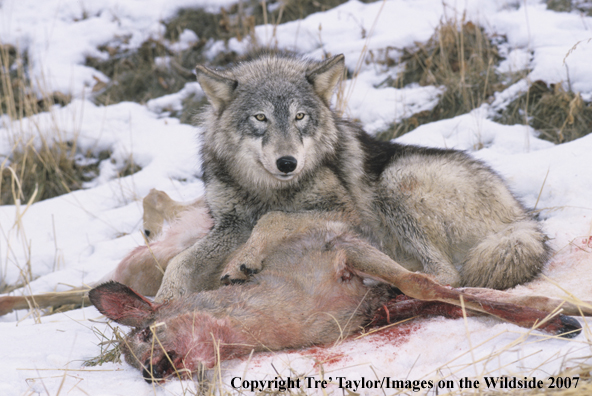 Gray wolf with kill