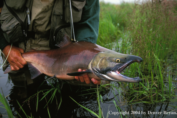 Flyfisherman with Alaskan Salmon