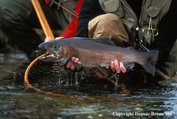 Rainbow Trout.