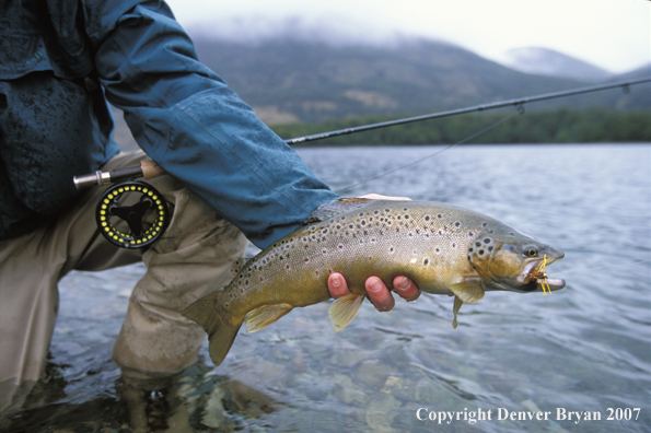 Brown Trout.