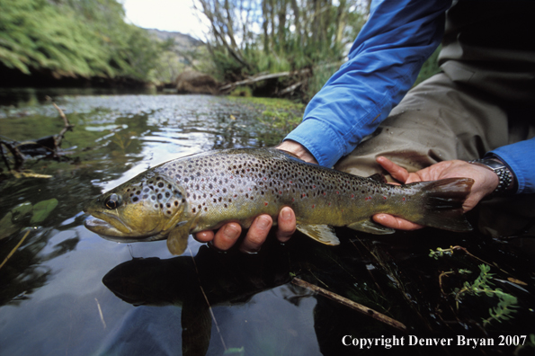 Brown Trout.