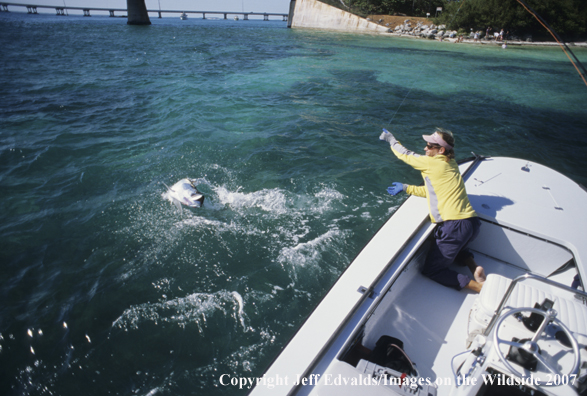 Tarpon