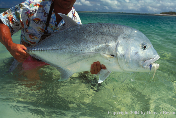 Flyfisherman with Trevally.