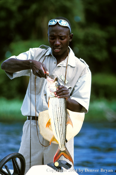 Fishing guide with African tigerfish.