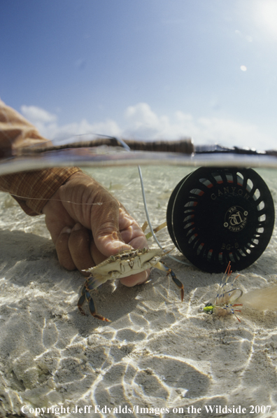 Crab underwater