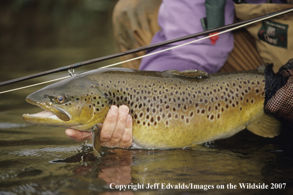 Brown Trout