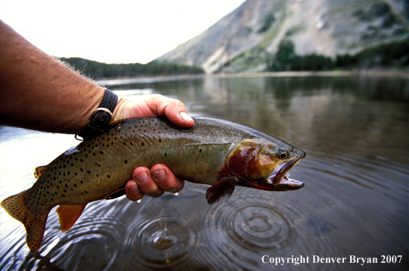 Cutthroat trout.